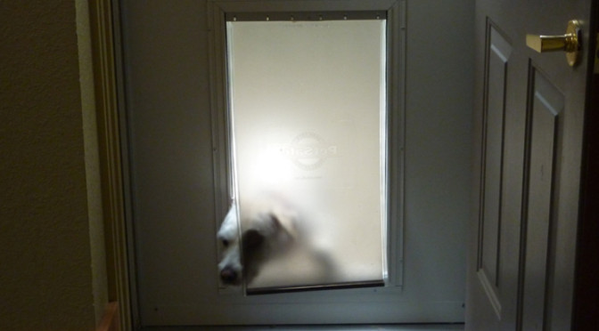 Let Me In So I Can Go Back Outside Again Eat Play Woof